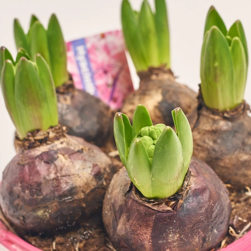 Гіацинт мікс, артикул: 34912 Зображення товару Гіацинт мікс, артикул: 34912