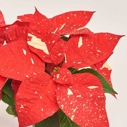 Пуансетія Супер Глітер, артикул: 52756 Зображення товару Пуансетія Супер Глітер, артикул: 52756