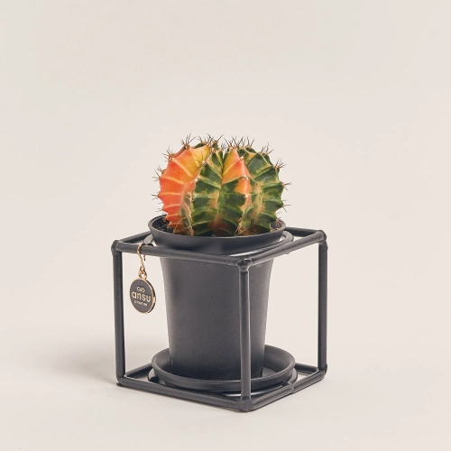 Зображення товару Гімнокаліциум Варієгатний "Дизайн Флейм" в метал. рамці, артикул: 54802