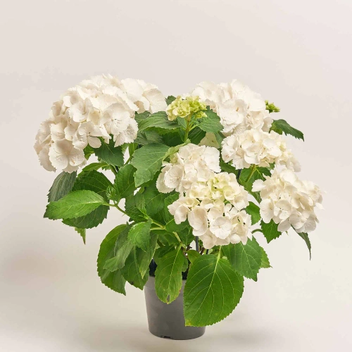 Гортензія біла 6ст., артикул: 26196 Зображення товару Гортензія біла 6ст., артикул: 26196