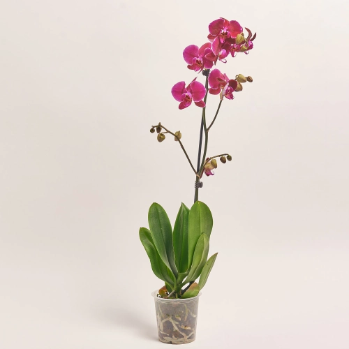 Зображення товару Фаленопсис 1ст. мікс, артикул: 18850