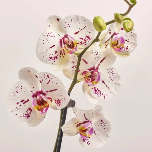 Зображення товару Фаленопсис 2ст. мікс, артикул: 18519