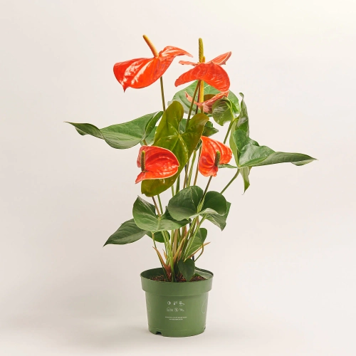 Зображення товару Антуріум Небраска, артикул: 57097