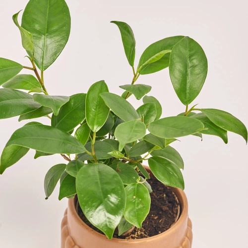 Фікус мікрокарпа Гінсенг, артикул: 21796 Зображення товару Фікус мікрокарпа Гінсенг, артикул: 21796