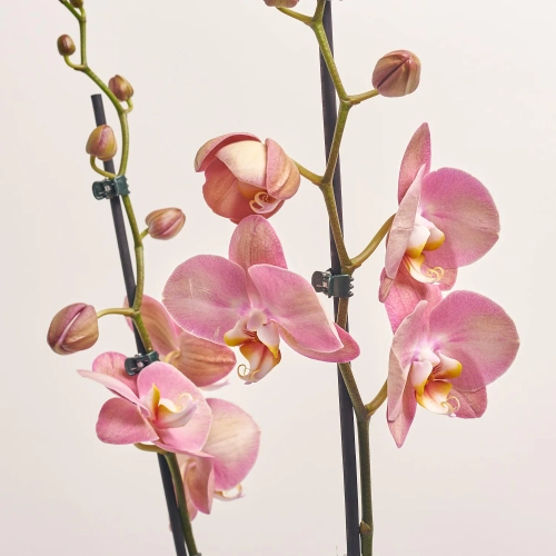 Зображення товару Фаленопсис "Равенна" 2ст., артикул: 56533