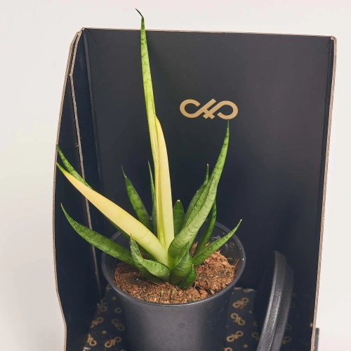 Зображення товару Сансевієрія мікс в кер., артикул: 56907