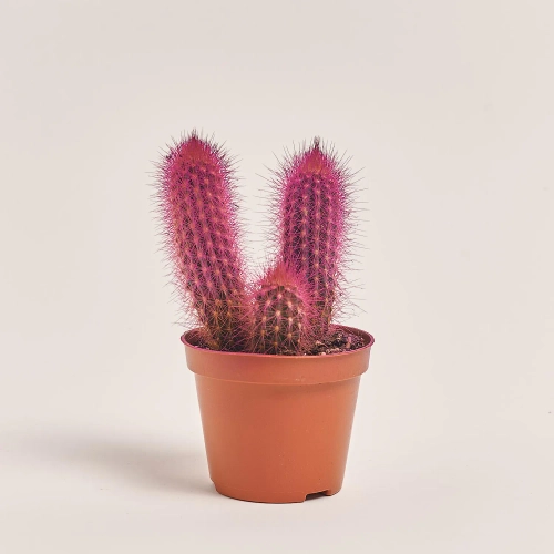 Зображення товару Кактус Рейнбов, артикул: 5912