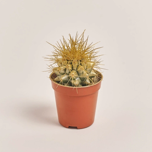 Зображення товару Ехінокактус Рейнбов новорічний мікс, артикул: 53322