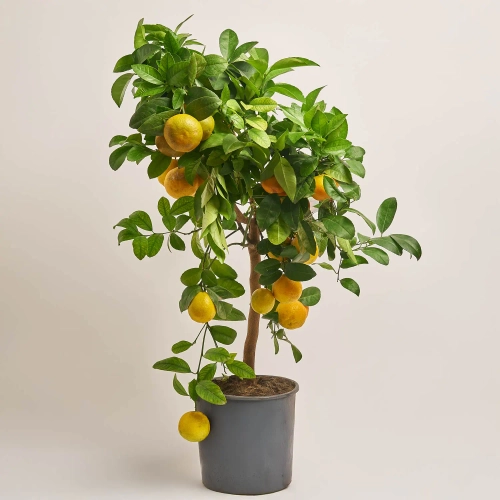 Зображення товару Цитрофортунелла Ліметта лайм, артикул: 53598