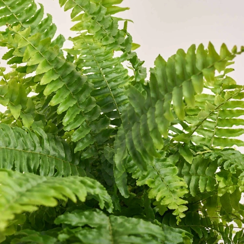 Зображення товару Нефролепіс та Кашпо Сет 522, артикул: 55086