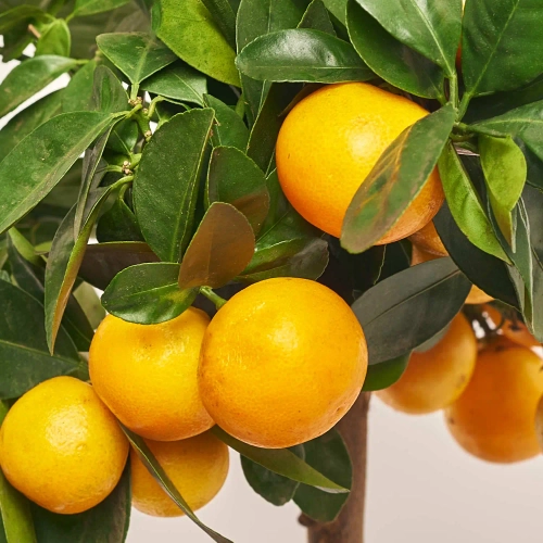 Зображення товару Цитрофортунелла мікрокарпа, артикул: 39096