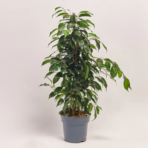 Фікус бе Даніель, артикул: 39993 Зображення товару Фікус бе Даніель, артикул: 39993