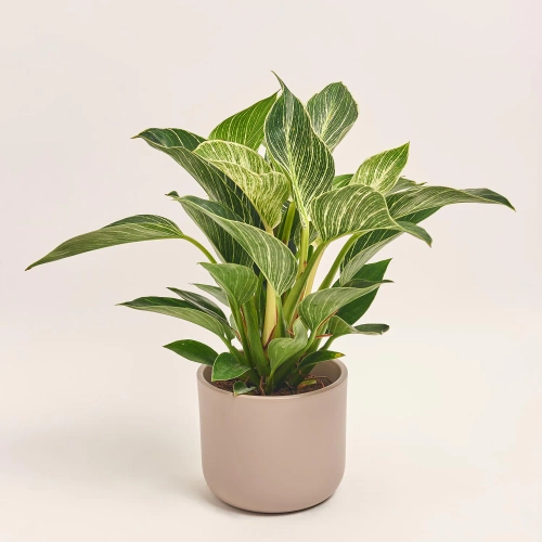 Зображення товару Філодендрон Біркін та Кашпо Сет 221, артикул: 51854