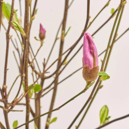 Зображення товару Магнолія Генрі, артикул: 56851