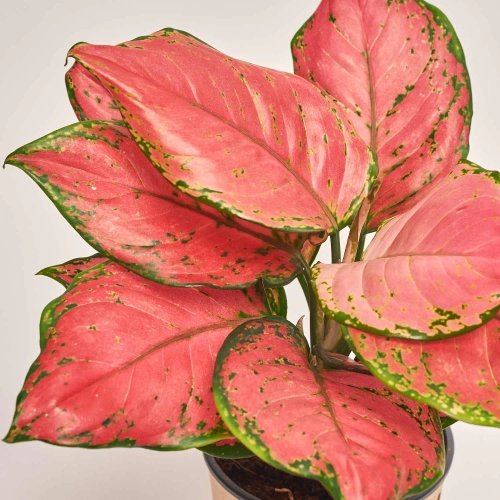 Зображення товару Аглаонема Ред Валентайн, артикул: 52721