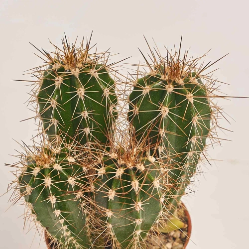 Кактус мікс, артикул: 53330 Зображення товару Кактус мікс, артикул: 53330