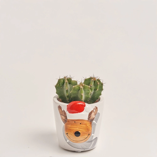 Зображення товару Кактус "Новорічний мікс" в кер., артикул: 53597