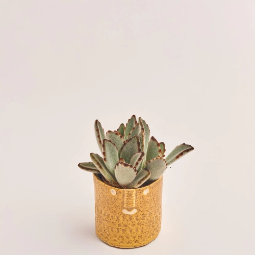 Зображення товару Сукулент мікс в кер., артикул: 30451