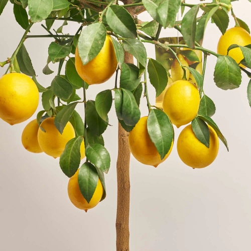 Зображення товару Цитрофортунелла Лимон Майера, артикул: 53912