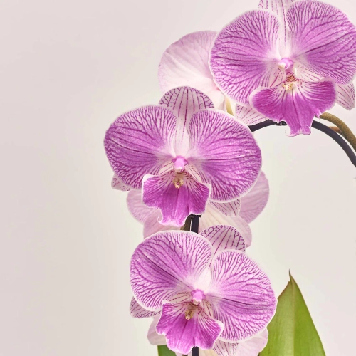 Зображення товару Фаленопсис каскад 1ст. мікс, артикул: 19689