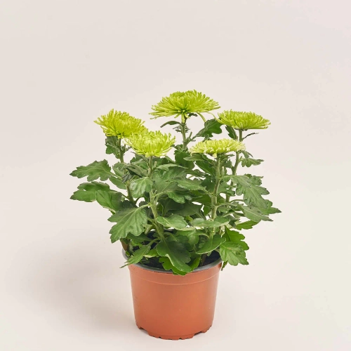 Хризантема Анастасія, артикул: 40193 Зображення товару Хризантема Анастасія, артикул: 40193