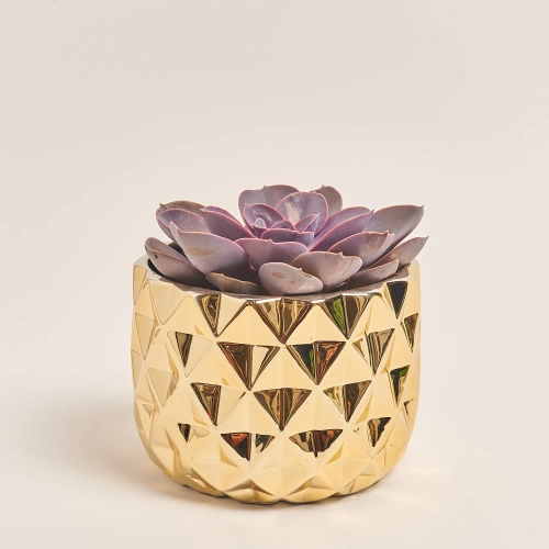 Зображення товару Сукулент мікс, артикул: 41177