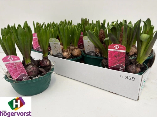 Гіацинт Орієнтал мікс, артикул: 56045 Зображення товару Гіацинт Орієнтал мікс, артикул: 56045