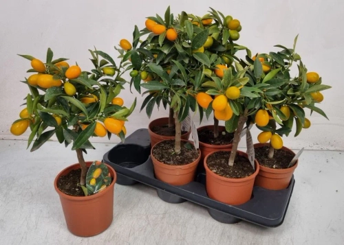 Зображення товару Цитрофортунелла Маргаріта Кумкват, артикул: 56278