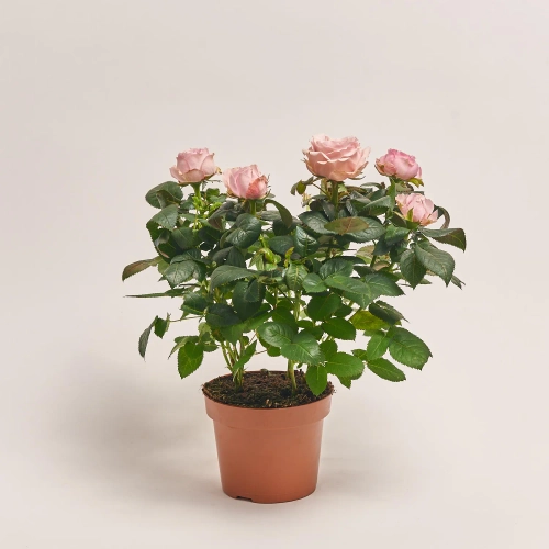 Зображення товару Троянда мікс, артикул: 1293