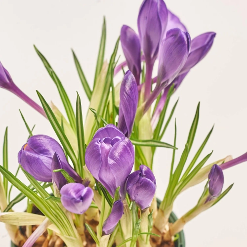 Крокус Рекорд, артикул: 56681 Зображення товару Крокус Рекорд, артикул: 56681