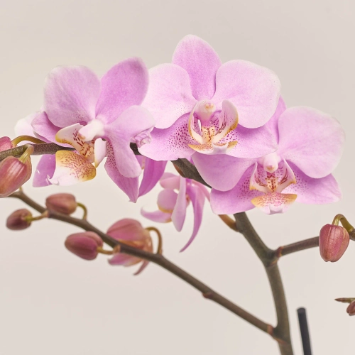 Фаленопсис міні 2ст., артикул: 54055 Зображення товару Фаленопсис міні 2ст., артикул: 54055