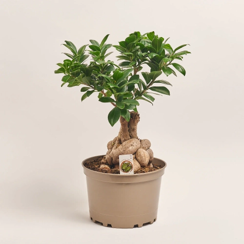 Зображення товару Фікус мікрокарпа Гінсенг, артикул: 55296