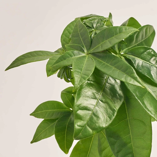 Пахіра Акватіка, артикул: 53275 Зображення товару Пахіра Акватіка, артикул: 53275