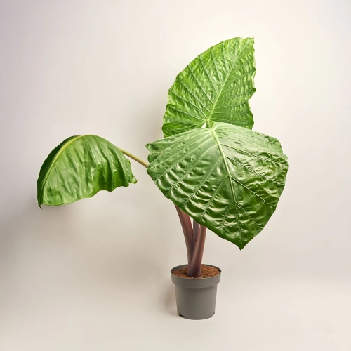 Зображення товару Алоказія, артикул: 50431