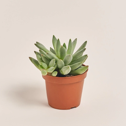 Зображення товару Ехеверія мікс, артикул: 38516