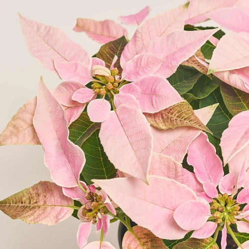 Пуансетія мікс, артикул: 3680 Зображення товару Пуансетія мікс, артикул: 3680