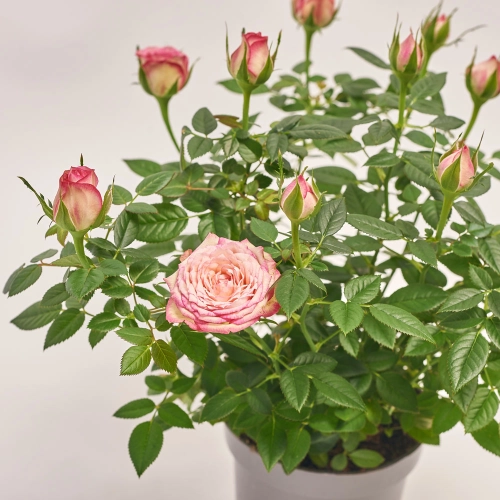 Зображення товару Троянда Кордана Карусель, артикул: 35041