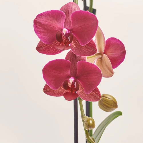 Зображення товару Фаленопсис каскад 1ст. Decorum мікс, артикул: 53106