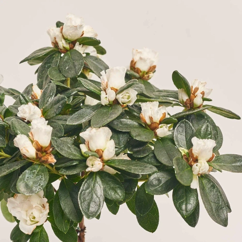 Зображення товару Азалія мікс штам, артикул: 24758