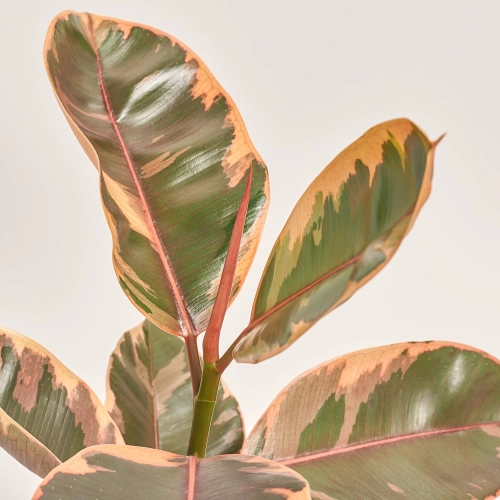 Фікус ел Белізе, артикул: 40964 Зображення товару Фікус ел Белізе, артикул: 40964