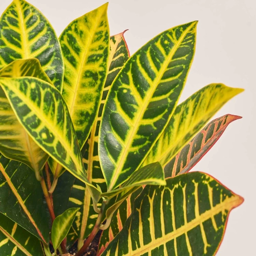 Кротон Петра, артикул: 34648 Зображення товару Кротон Петра, артикул: 34648