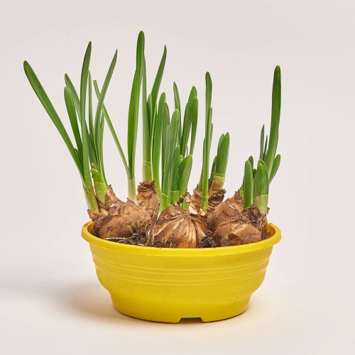 Цибулевий мікс, артикул: 24653 Зображення товару Цибулевий мікс, артикул: 24653