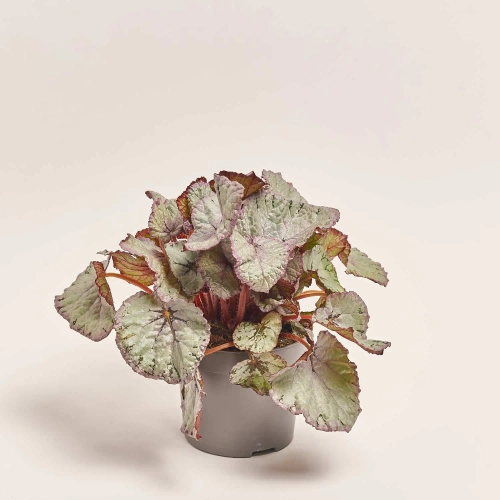 Зображення товару Бегонія Белеаф мікс, артикул: 2162