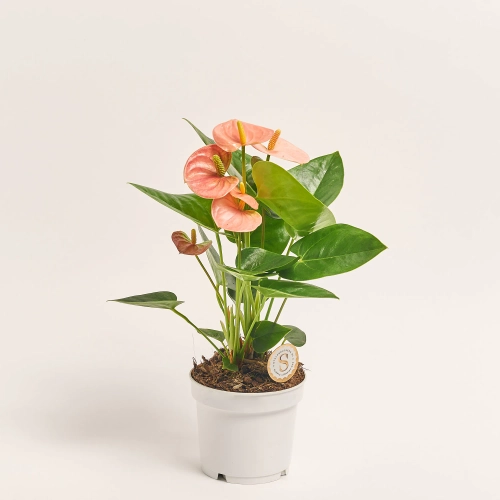 Зображення товару Антуріум Спіріт, артикул: 57165