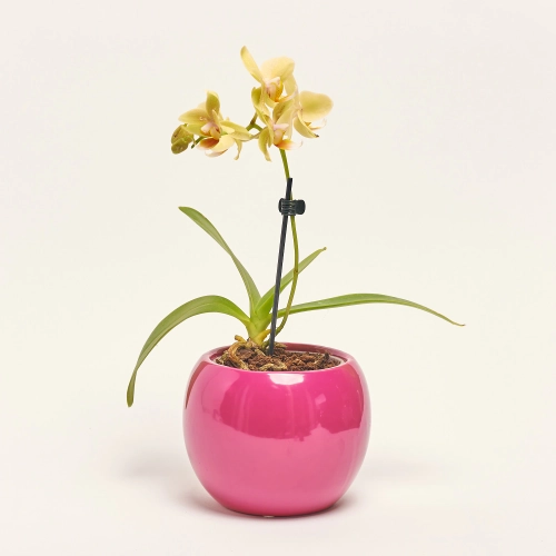 Фаленопсис міні 1ст. в кер., артикул: 50231 Зображення товару Фаленопсис міні 1ст. в кер., артикул: 50231