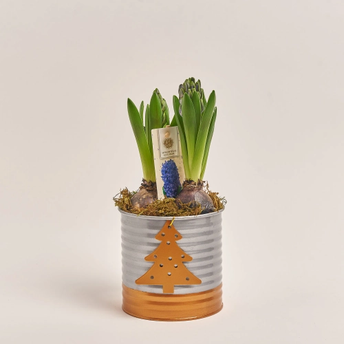 Зображення товару Гіацинт мікс у цинк. горщ., артикул: 54572