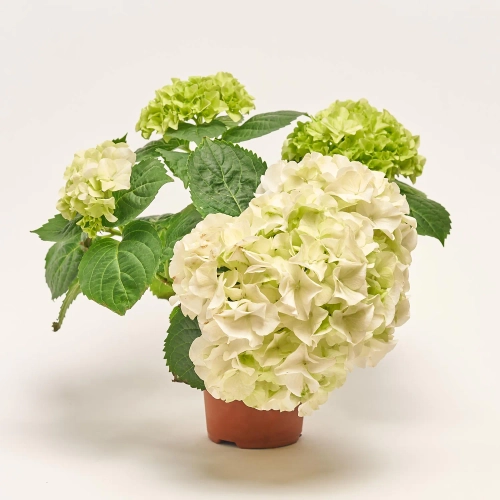 Зображення товару Гортензія мікс 3ст., артикул: 7781