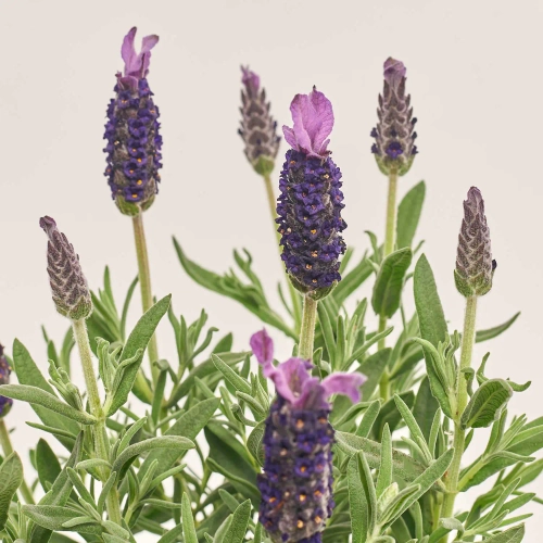 Зображення товару Лаванда Стехадська, артикул: 57317