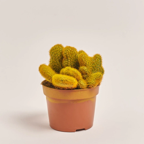 Зображення товару Кактус Рейнбов, артикул: 4792