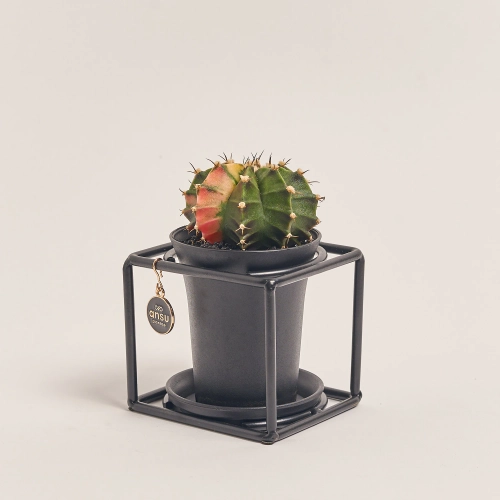 Зображення товару Гімнокаліциум Варієгатний "Дизайн Флейм" в метал. рамці, артикул: 54802